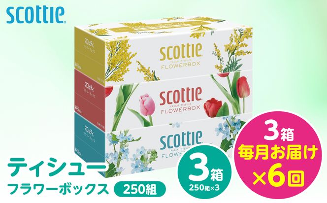 【定期便6回】【毎月お届け】【スコッティ】 ティシュー フラワーボックス 250組 3箱 計18箱 ティッシュ 日用品 生活必需品 消耗品 紙 備蓄 防災備蓄 ストック デザインボックス 新生活 防災 生活用品 日用消耗品 箱ティッシュ 熊本県 八代市
