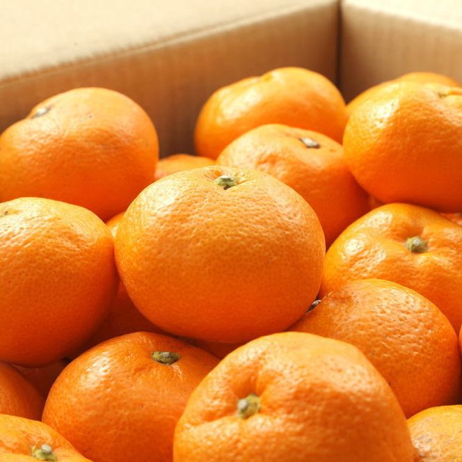 【有田のブランドみかん】田村みかん 約5kg (2Lサイズ・秀品)