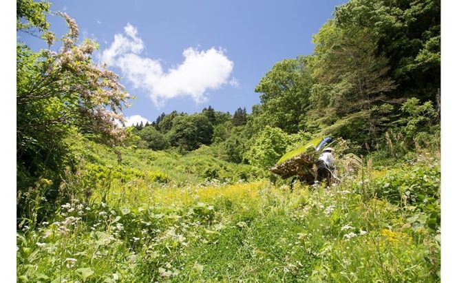 江戸伝承棚田米５Kg お米 コメ 