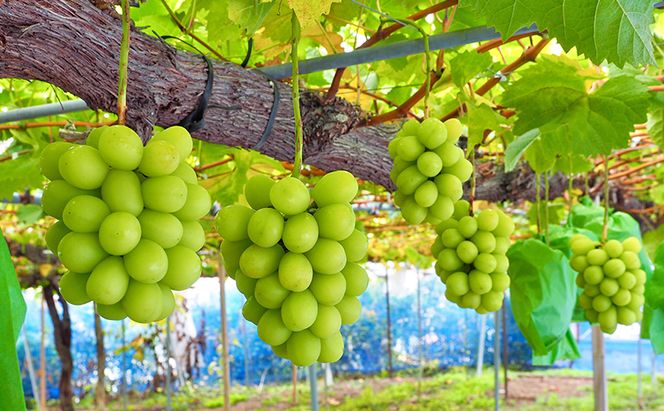 シャインマスカット 先行予約 約2kg 3～4房 果物 フルーツ ぶどう 大粒 甘い 完熟