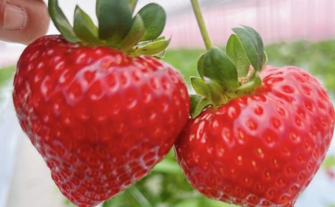 いちご 朝倉市産 あまおう L～3L 20玉 イチゴ 苺 果物 デザート ＜Shibayama Farm＞ ※配送不可：離島 