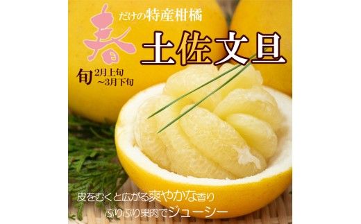 ＜土佐市産＞土佐文旦 大玉 贈答品 3Lサイズ 約5kg 白木果樹園 返礼品 高知県 土佐市