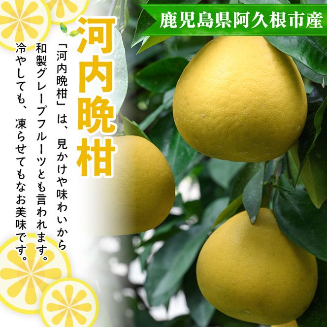 ＜先行予約受付中！2027年3月中旬以降順次発送予定＞まなべみかん園の河内晩柑(約20kg) 国産 鹿児島県産 阿久根市産 柑橘類 果物 フルーツ 期間限定 数量限定 デザート 贈答用 ギフト 【有限会社まなべみかん園】akn034-20