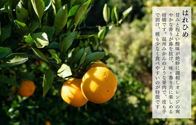 はれひめ みかん 箱込 5kg（内容量約 4.4kg） 秀品 優品 混合 サイズミックス 和歌山県産 産地直送【みかんの会】  AX388