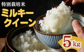 ミルキークイーン＜特別栽培米＞精米 5㎏（減農薬 有機肥料 お米 米 おこめ こめ 白米 みるきーくいーん）【002311A】