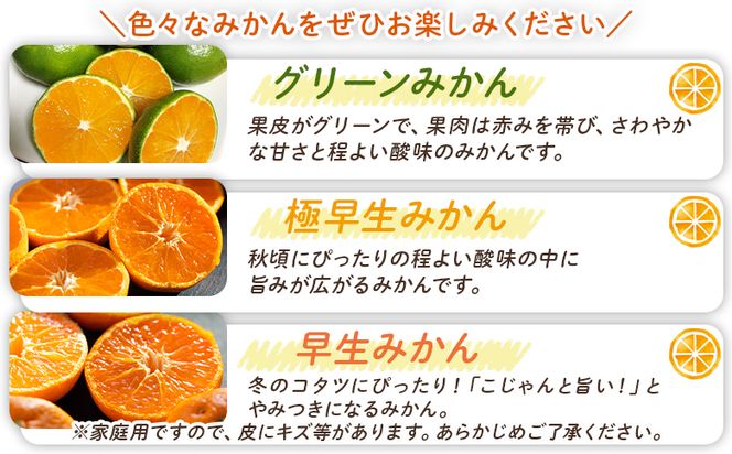 みかん 定期便 5回 土佐乃かなやの家庭用みかん5kg(Lサイズ)×5回 合計25kg - 定期便 数量 国産 早生みかん 極早生みかん グリーンみかん 蜜柑 ミカン 柑橘 果物 Wbe-0125
