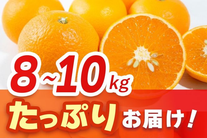 【2027年3月中旬より発送開始】清見(きよみ)みかん 8kg～10kg【みかん オレンジ 柑橘 フルーツ デザート】(H116139)