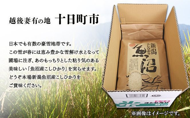 新潟県魚沼産こしひかり5Kg（精米） 米 コシヒカリ 精米 新潟県 十日町市