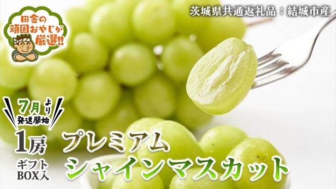 プレミアム シャインマスカット 1房 ギフトBOX入り 【2025年7月より発送開始】田舎の頑固おやじが厳選！（茨城県共通返礼品 [ぶどう]：結城市産） 茨城県 県産 つくばみらい市 人気 厳選 果物 くだもの 旬 旬の果物 旬のフルーツ マスカット ぶどう ブドウ ギフト 贈り物 プレゼント ボックス入り [BI236-NT]