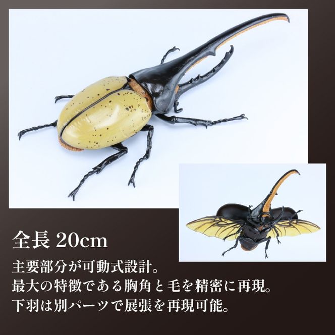 模型 昆虫 自由研究シリーズセット ヘラクレスオオカブト カブトムシ 2セット 玩具 ホビー 夏休み 虫 ヘラクレス フジミ 静岡県 藤枝市
