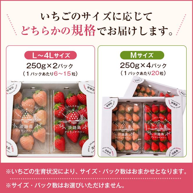 淡路島アイランドベリー　紅白いちご　淡雪/とちおとめ 2～4パック入【2027年2月発送予約受付・お届け日指定不可】　いちご