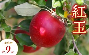 【2026年発送】紅玉 家庭用 約9kg りんご リンゴ 林檎 果物 フルーツ 長野県 長野 山ノ内町