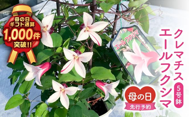 ＼先行受付 令和8年5月10日の母の日お届け：5月6日(水) 決済完了分まで！／  クレマチス 「 エールフクシマ 」 5号鉢 ラッピング付き 母の日直前にお届け 2026年 お母さんへの心を込めた贈り物 長持ち 鉢植え フラワーセット プレゼント 送料無料 故郷納税 福島県 田村市 フローラハシモト N052-007