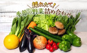 野菜 とれたて 季節の野菜 パック 8品前後 詰め合わせ セット 野菜セット 旬の野菜 旬 野菜詰め合わせ 野菜詰め合わせセット 産地直送 送料無料 たまねぎ にんじん じゃがいも ほうれん草 トマト キャベツ しいたけ 大根 白菜 冷蔵 静岡