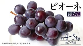 ピオーネ 約4～5kg 約7～9房【2026年8月より発送開始】（茨城県共通返礼品 [ぶどう]：結城市産）田舎の頑固おやじが厳選！ ぶどう ブドウ 葡萄 種なし 大粒 高糖度 ギフト 甘い 美味しい フルーツ [BI287-NT]
