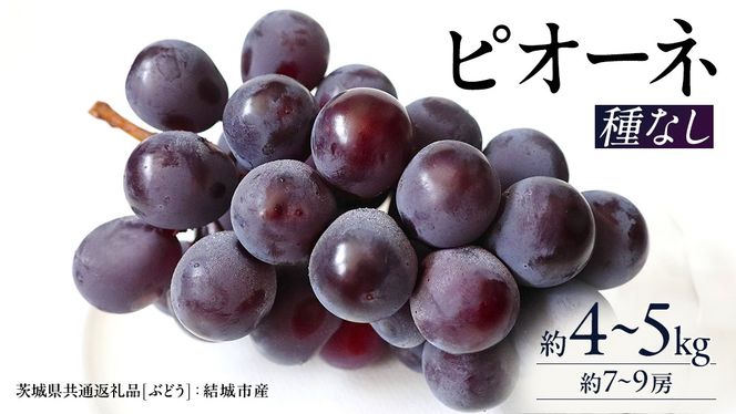 ピオーネ 約4～5kg 約7～9房【2026年8月より発送開始】（茨城県共通返礼品 [ぶどう]：結城市産）田舎の頑固おやじが厳選！ ぶどう ブドウ 葡萄 種なし 大粒 高糖度 ギフト 甘い 美味しい フルーツ [BI287-NT]