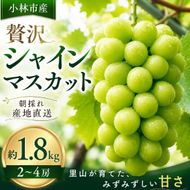 【A050予約受付・産直もぎたて】贅沢シャインマスカット1.8kg程度（果実 フルーツ ぶどう マスカット 2024 先行予約 人気 限定 宮崎 小林市）