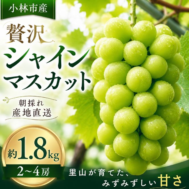 【A050予約受付・産直もぎたて】贅沢シャインマスカット1.8kg程度（果実 フルーツ ぶどう マスカット 2024 先行予約 人気 限定 宮崎 小林市）