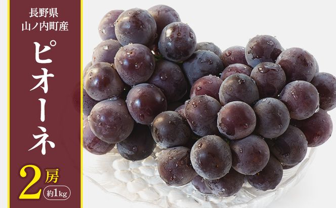 【2026年10月発送】ぶどう 先行予約 ピオーネ 2房 約1kg フルーツ 果物 秋 旬 長野県産 