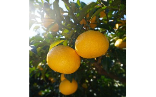 先行予約 甘夏 5kg 第一マルエム 減農薬 みかん 柑橘 フルーツ 愛媛県 愛南町 