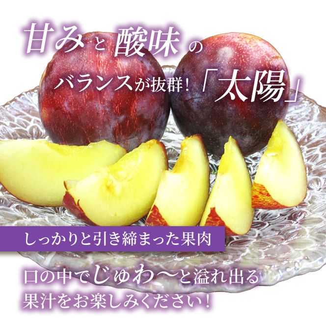【2026年発送】志賀高原の麓で育った プラム 太陽 約1.4kg(12～13玉) お届け日時指定不可 すもも フルーツ 果物 長野