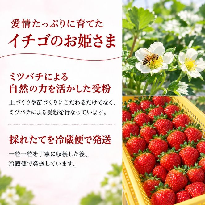 いちご さぬきひめ 香川県オリジナル品種 250g×６パック ご家庭用 大粒 高糖度 デザート スイーツ 苺 さぬき姫 ストロベリー フルーツ 果物 くだもの 冷蔵 お取り寄せ 五色青果 香川県 東かがわ市 46312655