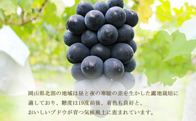 ぶどう 2026年 先行予約 ブラックビート 約2kg 3～6房 ブドウ 葡萄 岡山県産 国産 フルーツ 果物 ギフト 岡山のぶどう 岡山の果物 デザート 食後 種無し 大粒 甘味 酸味 バランス