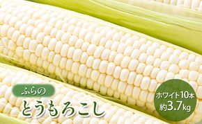 【2026年夏発送】 ふらの とうもろこし ホワイト 10本 約3.7kg 北海道 富良野市 野菜 コーン とうきび 白色 新鮮 直送 道産 送料無料 数量限定 先着順