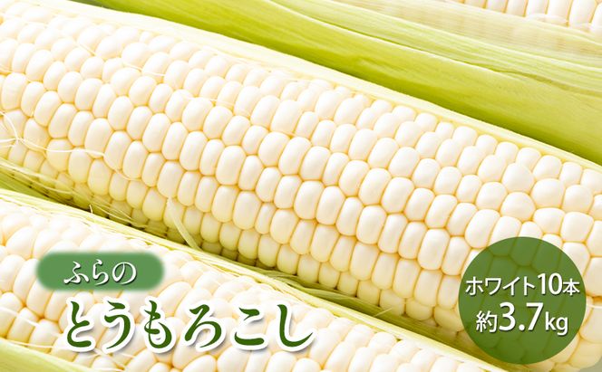 【2026年夏発送】 ふらの とうもろこし ホワイト 10本 約3.7kg 北海道 富良野市 野菜 コーン とうきび 白色 新鮮 直送 道産 送料無料 数量限定 先着順