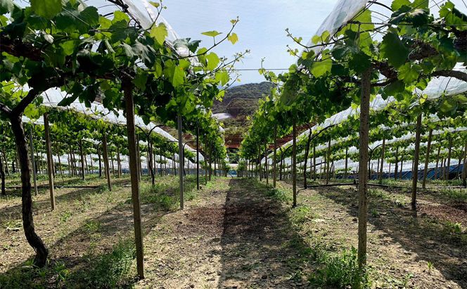 ぶどう 【2026年 先行予約】 シャインマスカット 3～5房 合計約2kg/ 種無し ブドウ 葡萄 岡山県産 国産 フルーツ 果物 渡邊農園