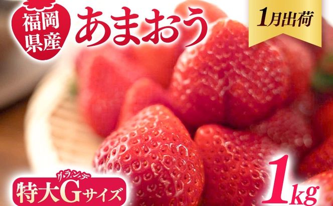 福岡県産 あまおう 1000g （250g×4パック） いちご 1月中発送 いちご 苺 フルーツ 果物 くだもの 大粒Gサイズ グランデ 農家直送 大粒 不揃い 福岡県 福岡 九州 グルメ お取り寄せ