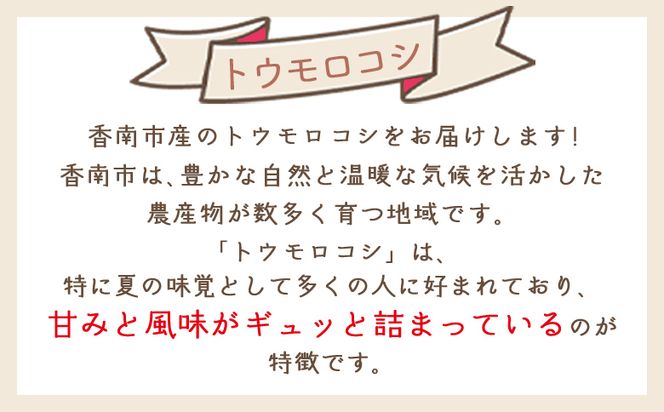 【令和8年6月中旬発送開始】トウモロコシ ３０本 家庭用 yr-0078