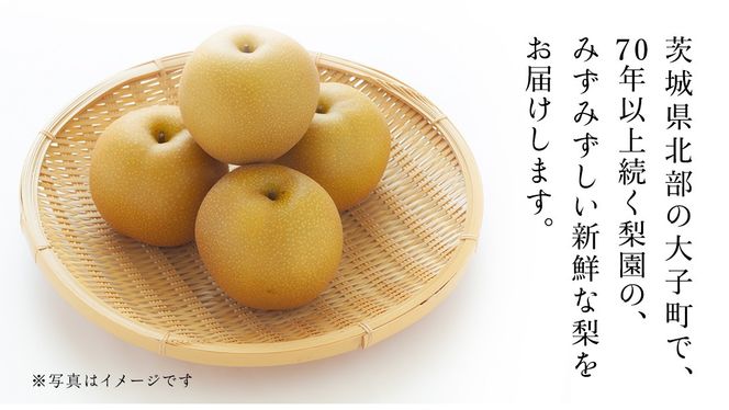 茨城県産 梨 豊水 サイズ おまかせ （ 3L～4L ） 5kg （ 12～14玉 ） 【2026年9月上旬発送開始】 (茨城県共通返礼品：大子町) 梨 なし ナシ 果物 くだもの 季節 フルーツ デザート 旬果