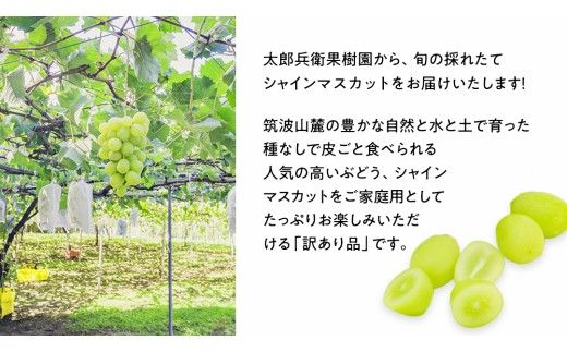 訳あり シャインマスカット 約 1.5kg (2～4房) (石岡市 共通返礼品)  ぶどう ブドウ 葡萄 マスカット フルーツ 果物 デザート 訳あり ご自宅用 ご家庭用 自分用