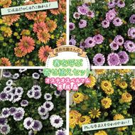 【2027年3月より順次発送】【完成品】須貝花園さんの春を呼ぶ寄せ植えセット＜オステオスペルマム 4鉢＞｜オステオスペルマム 花 季節の花 寄せ植え 寄せ植えセット セット 須貝花園 先行予約 茨城県 行方市(C-18)