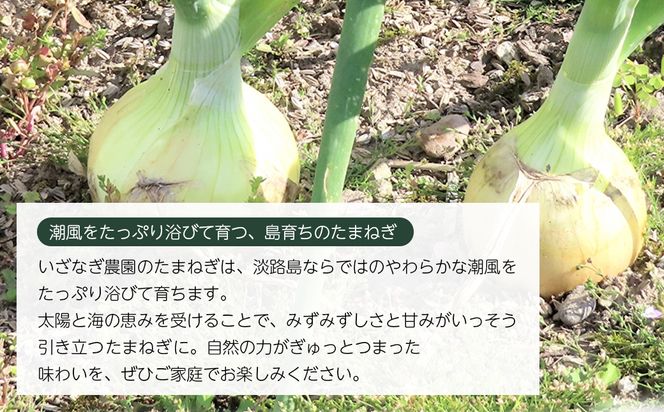 【新玉ねぎ】いざなぎ農園の淡路島たまねぎ 5kg【発送時期2026年5月頃】 玉ねぎ