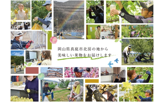 【2026年先行予約】シャインマスカット3～5房/計2kg~ 【上級品】 贈答用にもOK (岡山県真庭市産)【KF-B016-03】