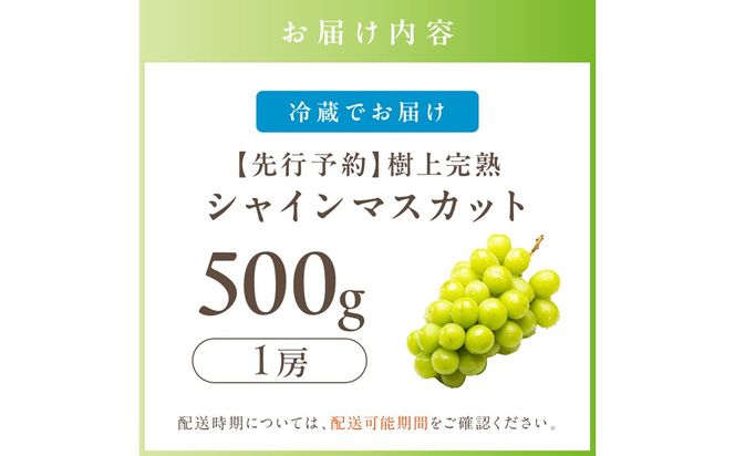 【先行予約】樹上完熟 シャインマスカット 500g（1房）（2026年9月中旬～発送） BF00022