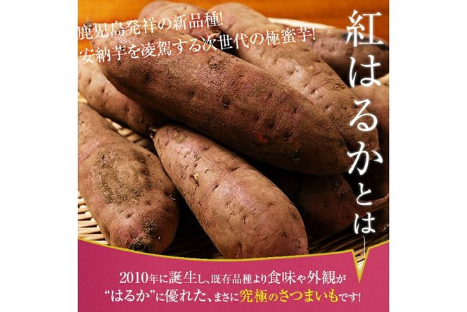 a174 畑の金貨・紅はるか4kg(生芋)【甘いも販売所】姶良市 国産 さつま芋 サツマイモ べにはるか 貯蔵 熟成 蜜芋 蜜いも さつまいも