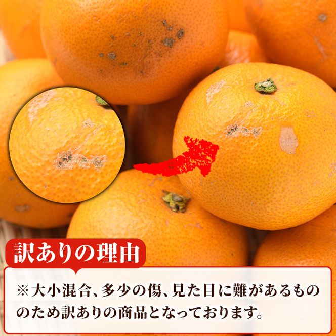 ＜先行予約受付中！2027年2月上旬以降順次発送予定＞訳あり！まなべみかん園の紅八朔(約10kg) 国産 鹿児島県産 阿久根市産 柑橘類 みかん 蜜柑 果物 ミカン デザート フルーツ 数量限定 期間限定 ご自宅用 ご家庭用【有限会社まなべみかん園】akn034-03