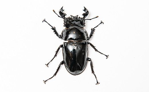 【1セット限定！】完璧育成！「タランドゥスオオツヤクワガタ」 G-233
