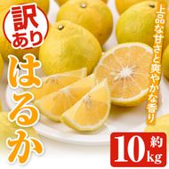 ＜先行予約受付中！2026年2月以降順次発送予定＞訳ありはるか(約10kg) 国産 鹿児島県産 果物 フルーツ 柑橘 みかん はるか【松永青果】akn053-45