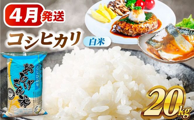 ＼4月発送分／ コシヒカリ 白米 20kg / 脇野コンバイン[AECP023-8]