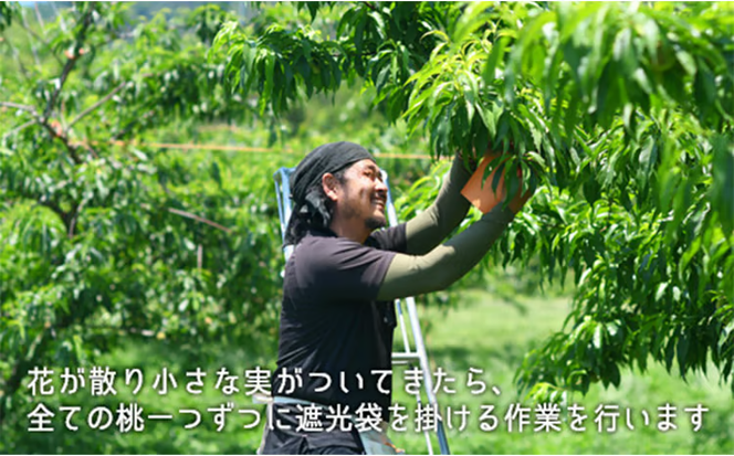 桃 2026年 先行予約 清水白桃 約2.2kg 大玉 6～7玉 もも モモ 岡山県産 国産 フルーツ 果物 ギフト