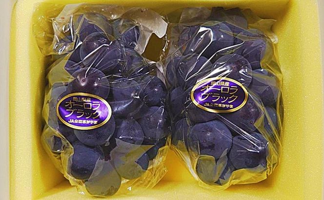 ぶどう 2026年 先行予約 オーロラブラック 2房(1房480g以上)　化粧箱入り ブドウ 葡萄 岡山県産 国産 フルーツ 果物 ギフト