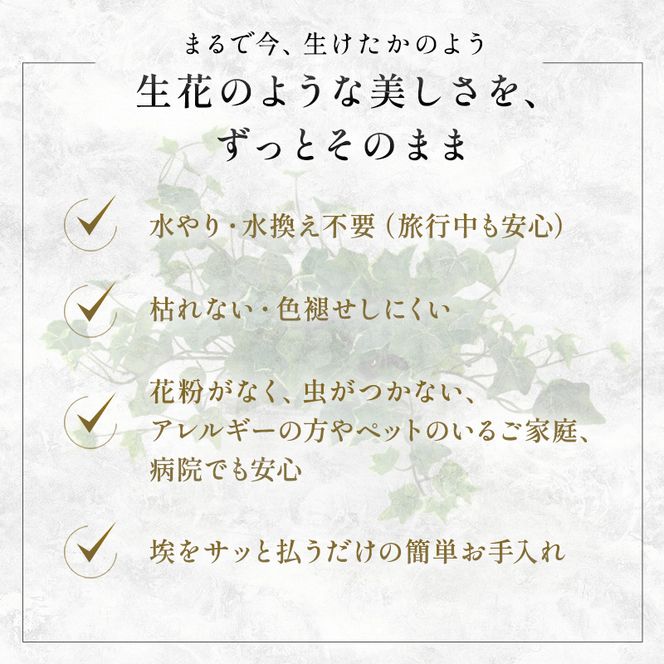 エミリオロバ　卓上プランツＢセット
