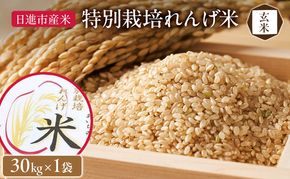 玄米 【玄米】特別栽培れんげ米 日進市産米 30kg×1袋  米 コメ お米 あいちのかおり 特別栽培米 れんげ草 日進市 愛知県