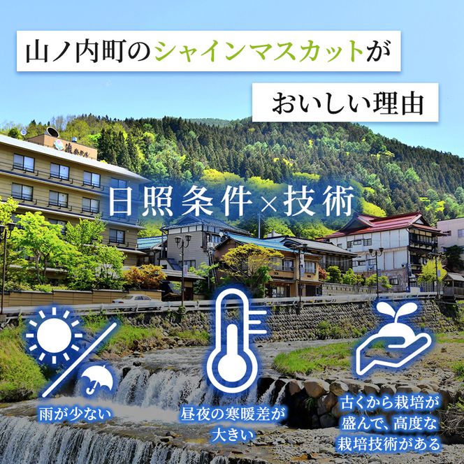 【2026年発送】志賀高原の麓で育った シャインマスカット 3～5房 約2kg ※お届け日時指定不可 ぶどう フルーツ 果物 デザート 長野県 長野
