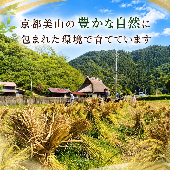 【令和8年度】 料理旅館きぐすりや 特別栽培米 キヌヒカリ 5kg 令和8年 精米 白米 お米 こめ コメ 減農薬栽培 5 キロ ご飯 ごはん 京都　※9月下旬より順次発送 新米26
