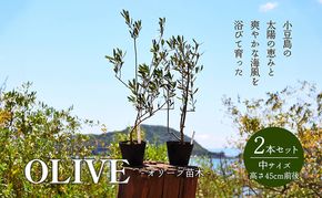 【 小豆島 】小豆島のオリーブ苗木 2本セット（中） 植物 観葉植物 インテリア オリーブ 苗木 香川 香川県 土庄 土庄町